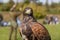 Harris Hawk