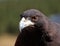 Harris Hawk