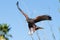 Harris Hawk descending on prey