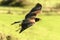 Harris Hawk flying