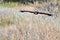 Harris\' Hawk flying low over prairie grasslands