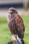 Harris hawk full body