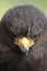 Harris Hawk head