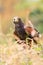 Harris Hawk hiding in long grass