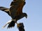 Harris Hawk Landing on Gloved Hand