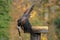 Harris Hawk landing on a perch