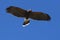 Harris hawk looking for small prey