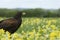 Harris hawk in meadow