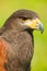 Harris Hawk or Parabuteo unicinctus