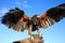 Harris Hawk Parabuteo unicinctus on Protective Glove