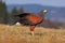 Harris Hawk, Parabuteo unicinctus, sitting in the grass habitat, red bird of prey