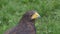 Harris hawk portrait