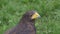 Harris Hawk portrait