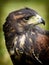 Harris hawk portrait