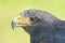 Harris hawk portrait