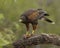 Harris` Hawk raptor holds tightly to his just acquired meal of fresh meat.e limb