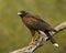 Harris` Hawk raptor poses on tree limb