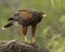 Harris` Hawk raptor stand on tree limb eating his prey.