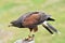 Harris Hawk ready to take off, Grouse Mountain, Whistler, Canada