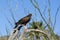 Harris hawk resting on branch