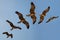 Harris hawk\'s flight sequence.