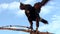 Harris Hawk sitting in a branch looking around