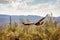 Harris Hawk Soaring Over Arizona Landscape