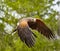 Harris hawk spreads its wings
