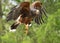 Harris hawk taking flight