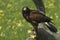 Harris hawk on a tree.