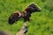 Harris Hawk with Wings Spread