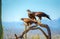 Harris Hawks on branch in Sonoran Desert