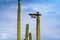 Harris Hawks in the desert. Flying and landing on saguaro cactus\\\'s in Northern Arizona, America, USA.