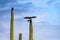 Harris Hawks in the desert. Flying and landing on saguaro cactus\\\'s in Northern Arizona, America, USA.