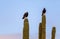 Harris Hawks On Top Of Cactus