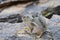 Harris\'s Antelope Squirrel, Sonoran desert, South Mountain area, Phoenix, Arizona