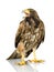 Harris\'s Hawk