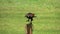 Harris`s hawk bird parabuteo unicinctus hunting at green field