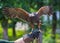 Harris`s hawk bird of prey on hand