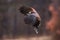 Harris`s hawk landing during rainfall in autumnal forest with orange background