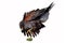 Harris s Hawk (Parabuteo unicinctus)