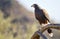 Harris`s hawk Parabuteo unicinctus