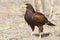 Harris\'s Hawk (Parabuteo unicinctus) perched on the ground - Tex