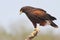 Harris\'s Hawk perched in a tree - Texas