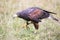 Harris\'s hawk walking between the grass