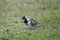 Harris`s Sparrow, Zonotrichia querula, resting on the ground