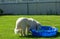 Harrison Our Rescued Great Pyrenees