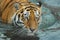 Harsh powerful tiger head. Young  tiger with expressive eyes walks on the water bathes, Predator`s muzzle close-up