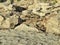 Harsh rocky coast of Sardinia, Italy