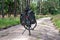 Harskamp, Gelderland, The Netherlands - Trekking bike on a cyclist road in the Veluwe national park